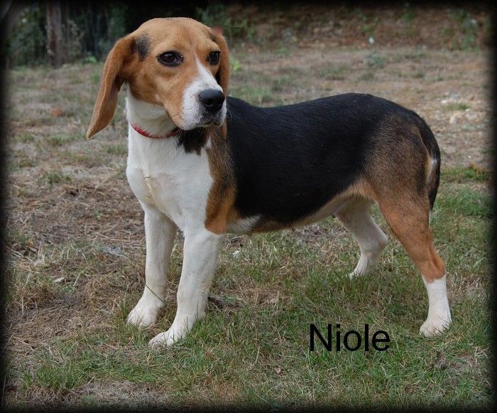 Niole (Sans Affixe)