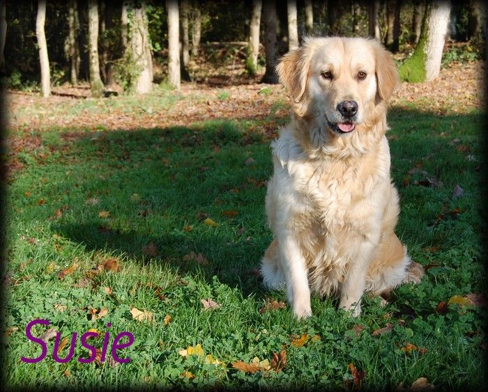 Les Golden Retriever de l'affixe Adrien Damas