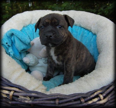 Adrien Damas - Staffordshire Bull Terrier - Portée née le 28/04/2023