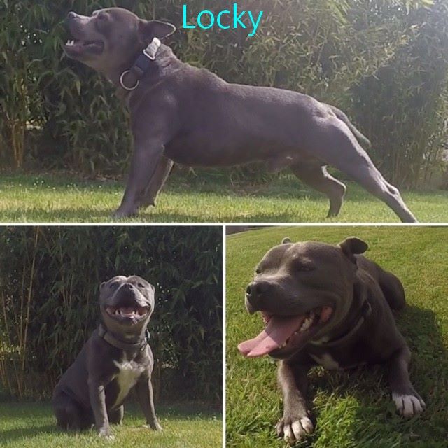 Locky (Sans Affixe)