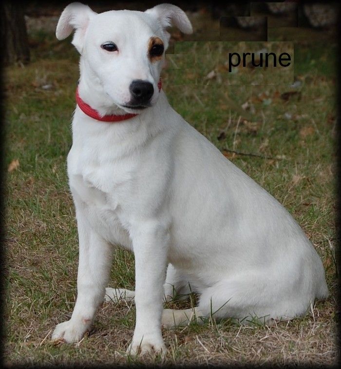 Prune (Sans Affixe)