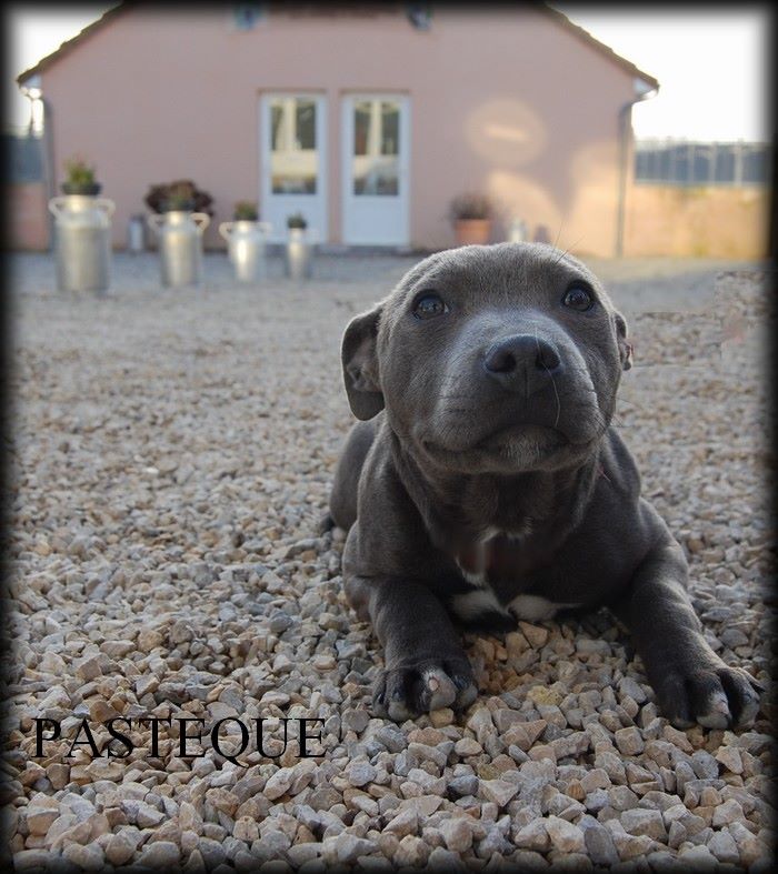 Pasteque moulin (Sans Affixe)