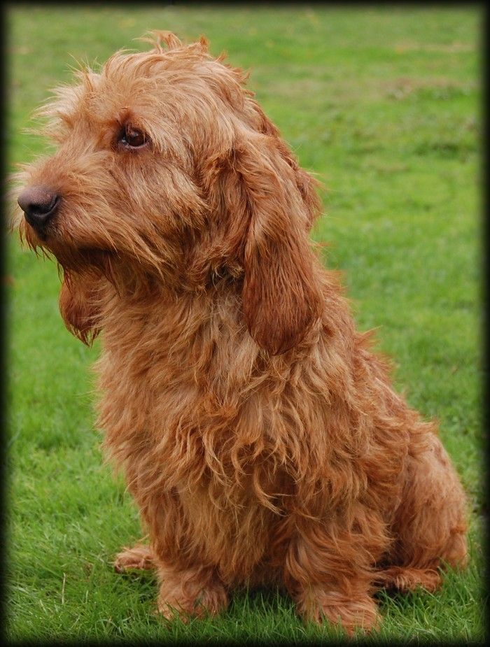 Pandora du Domaine D'Asgard