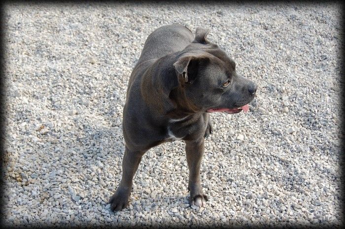 Nyro Du Royaume De Baby Dog