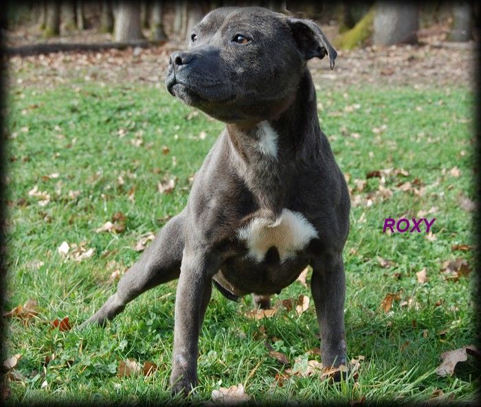Roxy (Sans Affixe)