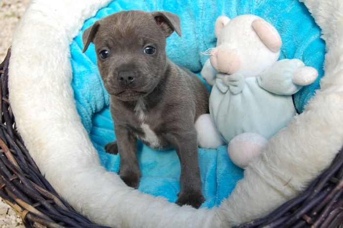 Adrien Damas - Chiots disponibles - Staffordshire Bull Terrier