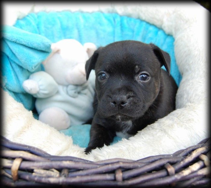 CHIOT 3