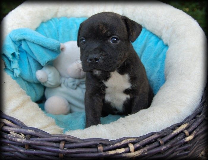 CHIOT 1