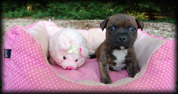 CHIOT 6