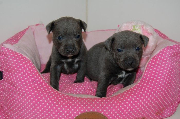 Chiot Staffordshire Bull Terrier Adrien Damas