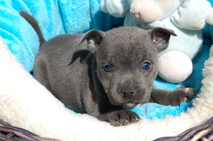 Adrien Damas - Chiots disponibles - Staffordshire Bull Terrier