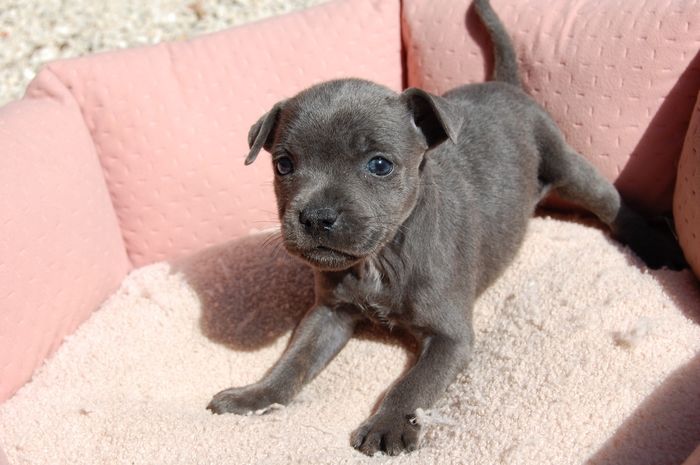 Adrien Damas - Chiots disponibles - Staffordshire Bull Terrier