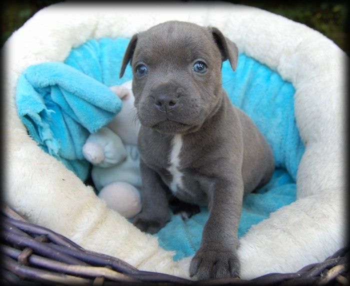 CHIOT 4