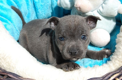 CHIOT 3