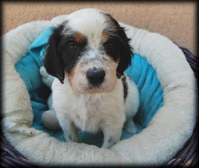 CHIOT 5