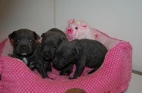 CHIOT
