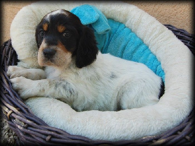 CHIOT 4