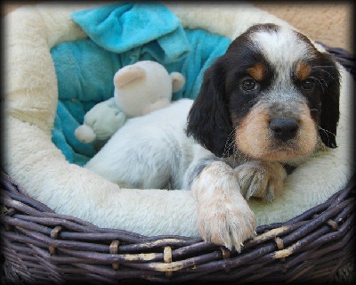 CHIOT 3
