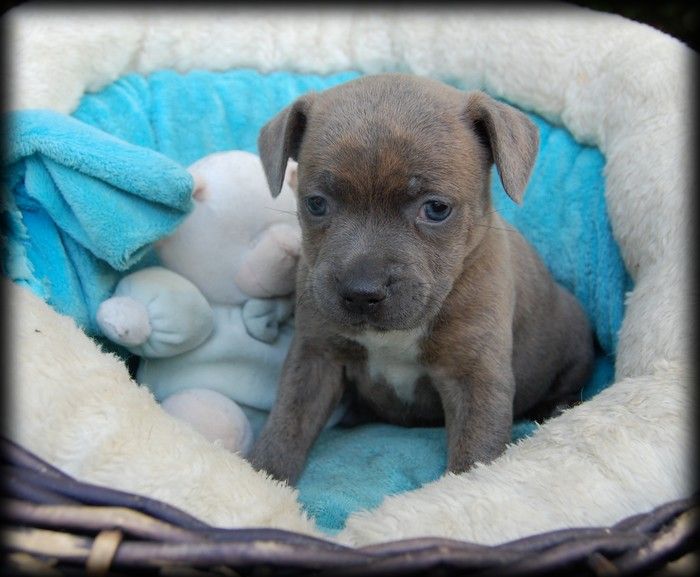 CHIOT 2